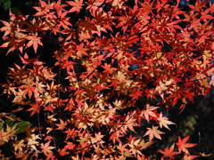 大野見・島ノ川渓谷の紅葉
