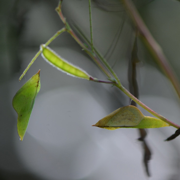 ツマグロキチョウ（褄黒黄蝶）の蛹（クリックで拡大写真・詳細画像）