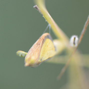 ツマグロキチョウ（褄黒黄蝶）の蛹（クリックで拡大写真・詳細画像）