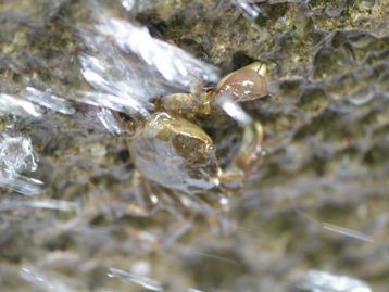モクズガニ（藻屑蟹）（クリックで拡大写真・詳細画像）