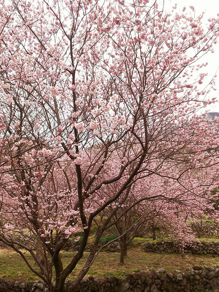 雪割桜開花状況