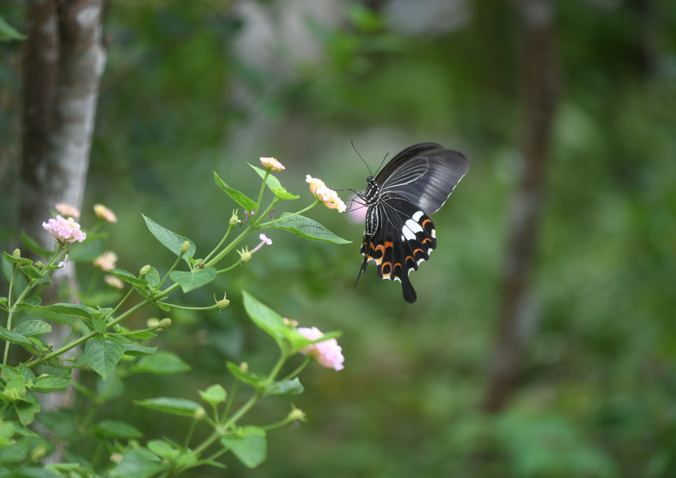 蝶（チョウ）の写真集／高知県中西部で撮影した蝶（チョウ）