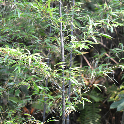 黒竹