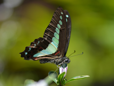 きれいな蝶の写真集