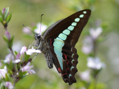 きれいな蝶の写真集