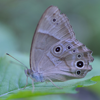 美しい蝶の写真 拡大画像