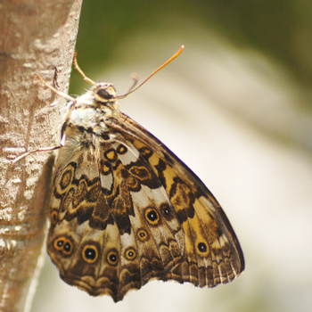 美しい蝶の写真 拡大画像