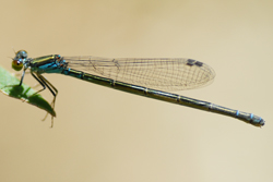 トンボの写真(画像)・高知県中西部の蜻蛉（とんぼ）