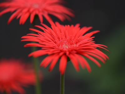 美しい山野草 きれいな花の写真 拡大画像