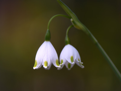 美しい山野草 きれいな花の写真 拡大画像