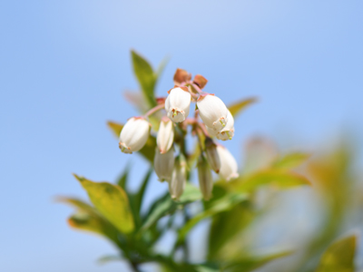 美しい山野草 きれいな花の写真 拡大画像