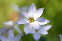 春の花 写真 画像 一覧 高知県中西部の春に咲く花の一覧