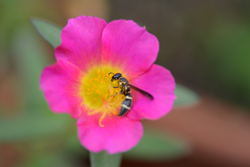 夏の花 写真 画像 一覧 高知県中西部の夏に咲く花の写真一覧