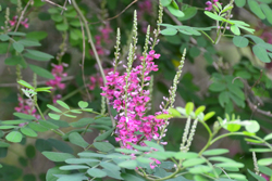 夏の花 写真 画像 一覧 高知県中西部の夏に咲く花の写真一覧