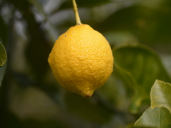 レモン（檸檬）・実