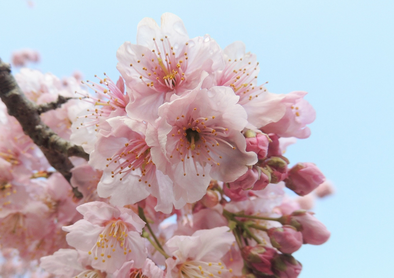 雪割桜開花状況