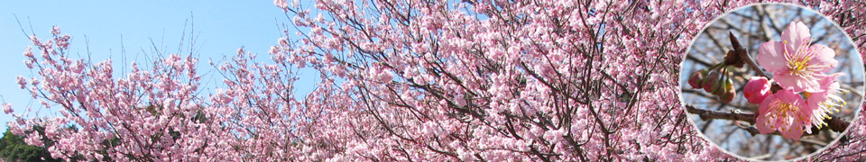 須崎市　雪割桜