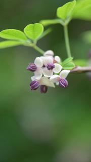 花 葉っぱ 昆虫などの壁紙 無料ダウンロード